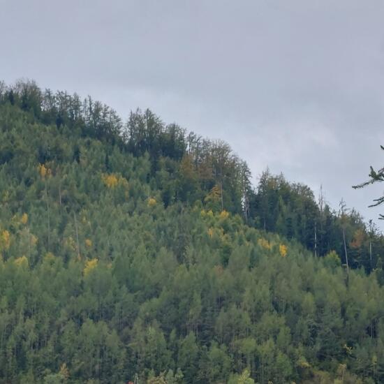 Landschaft: Wald im Habitat Wald der gemäßigten Breiten in der NatureSpots App