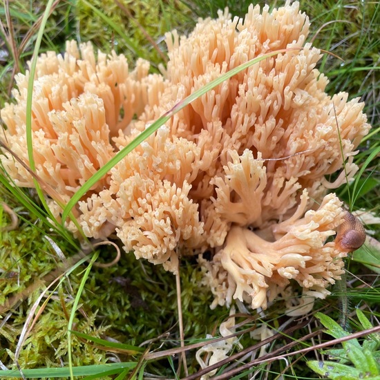 Klebriger Hörnling: Pilz in der Natur in der NatureSpots App