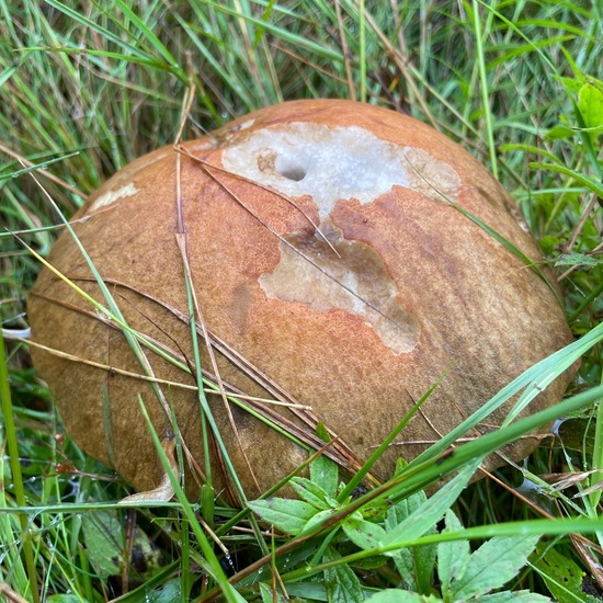 Gemeiner Steinpilz: Pilz in der Natur in der NatureSpots App