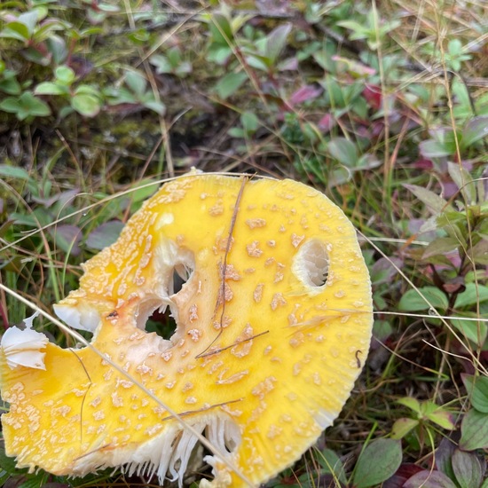 Amanita muscaria var. guessowii: Pilz in der Natur in der NatureSpots App