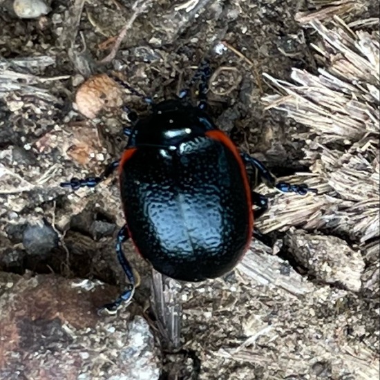 Rotsaum-Blattkäfer: Tier im Habitat Garten in der NatureSpots App