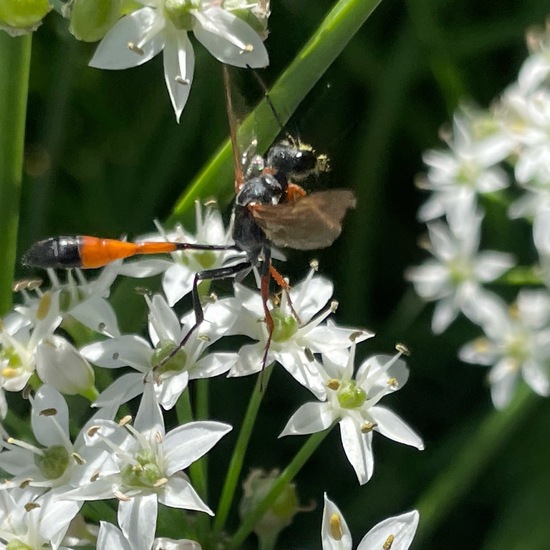 Ammophila sabulosa infesta: Tier im Habitat Garten in der NatureSpots App