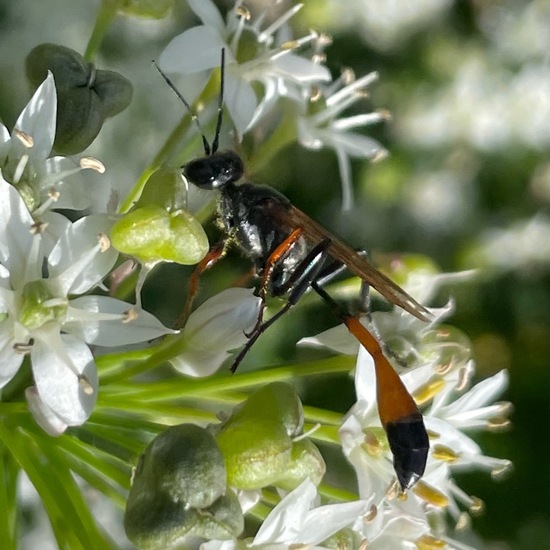 Ammophila sabulosa infesta: Tier im Habitat Garten in der NatureSpots App