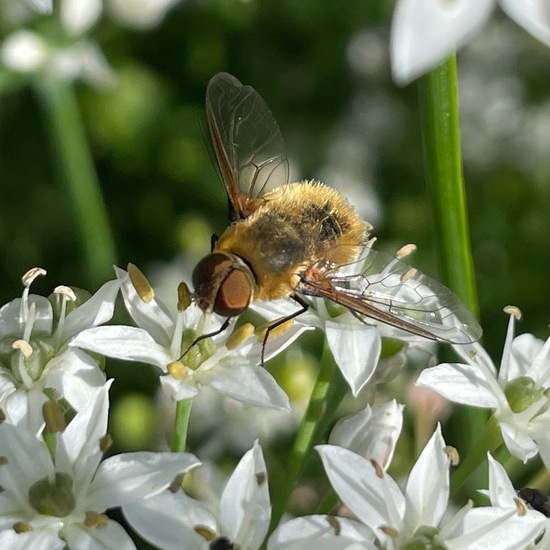 Hottentottenfliege: Tier im Habitat Garten in der NatureSpots App