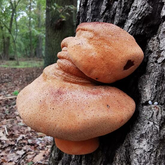 Eichen-Leberreischling: Pilz im Habitat Wald in der NatureSpots App