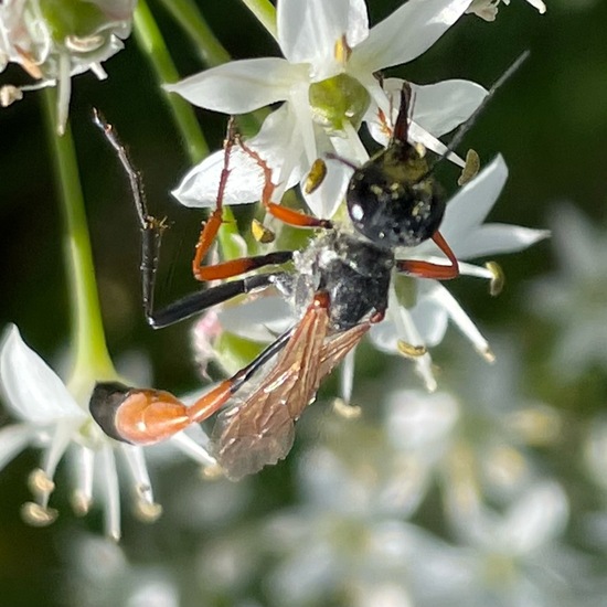 Ammophila sabulosa infesta: Tier im Habitat Garten in der NatureSpots App