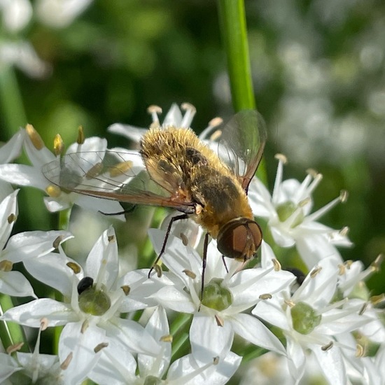 Hottentottenfliege: Tier im Habitat Garten in der NatureSpots App