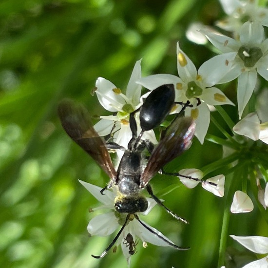 Stahlblauer Grillenjäger: Tier im Habitat Garten in der NatureSpots App