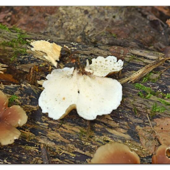 Polyporus badius: Pilz im Habitat Wald in der NatureSpots App