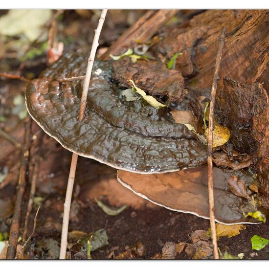 Ganoderma lipsiense: Pilz im Habitat Wald in der NatureSpots App