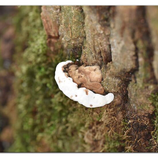 Wulstiger Lackporling: Pilz im Habitat Wald in der NatureSpots App