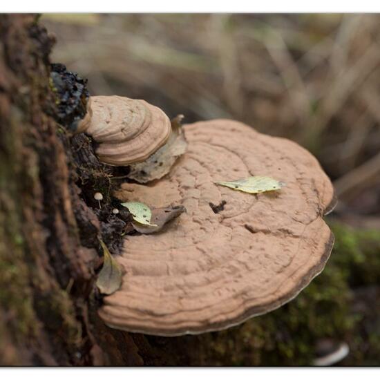 Ganoderma lipsiense: Pilz im Habitat Wald in der NatureSpots App