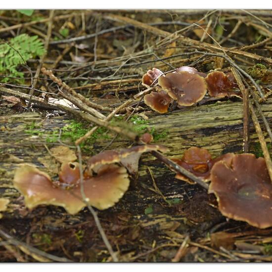 Polyporus badius: Pilz im Habitat Wald in der NatureSpots App