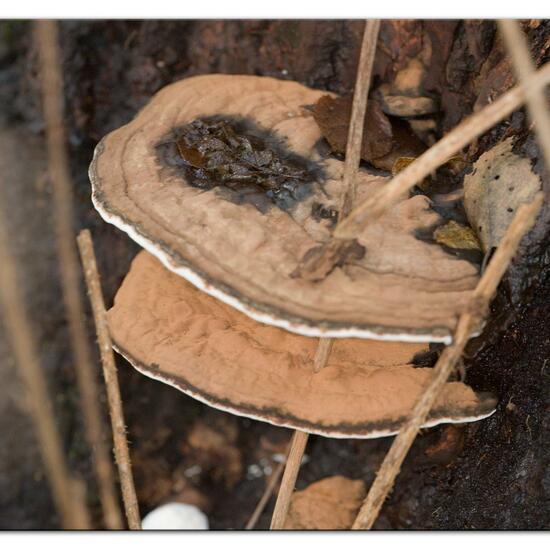 Ganoderma lipsiense: Pilz im Habitat Wald in der NatureSpots App