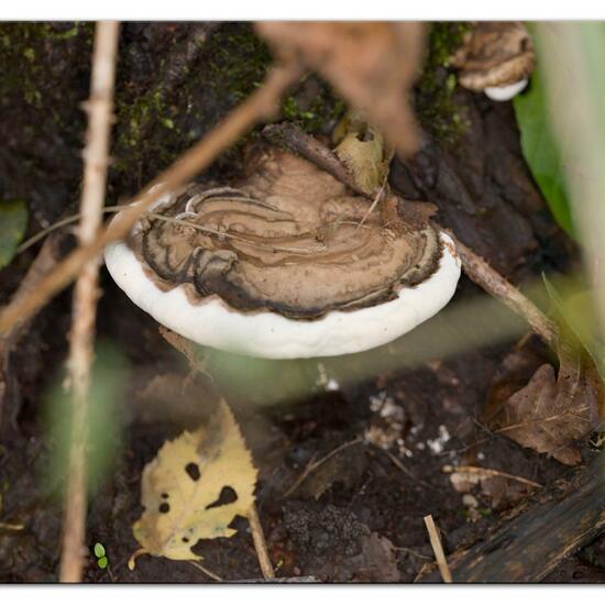 Wulstiger Lackporling: Pilz im Habitat Wald in der NatureSpots App