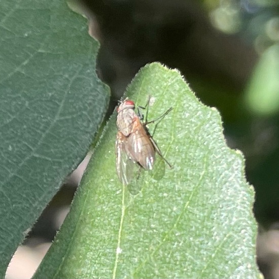 Echte Fliegen: Tier im Habitat Garten in der NatureSpots App