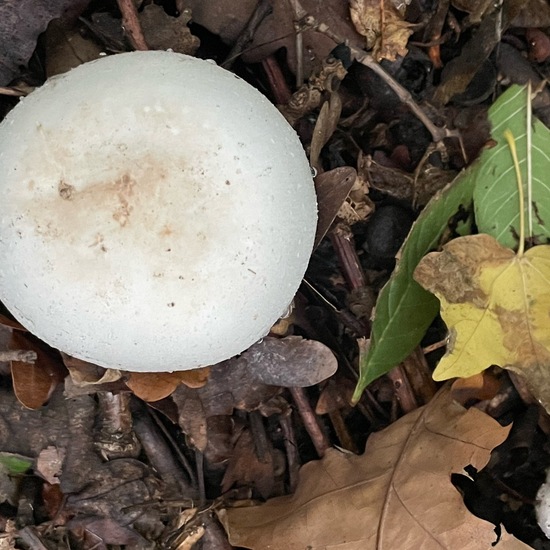 Eine unbekannte Art: Pilz im Habitat Wald der gemäßigten Breiten in der NatureSpots App