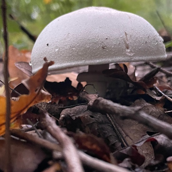 Eine unbekannte Art: Pilz im Habitat Wald der gemäßigten Breiten in der NatureSpots App