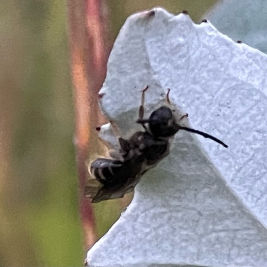 Lasioglossum malachurum: Tier im Habitat Naturnahe Wiese in der NatureSpots App