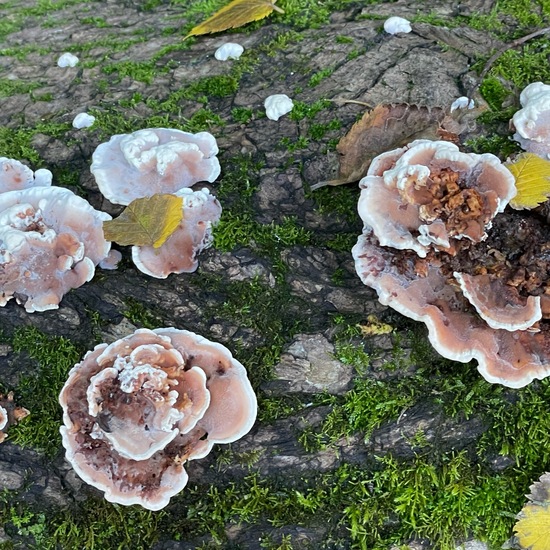 Rötender Wirrling: Pilz im Habitat Auwald in der NatureSpots App