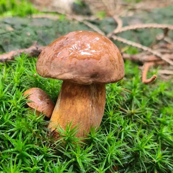 Bay bolete: Mushroom in habitat Forest in the NatureSpots App