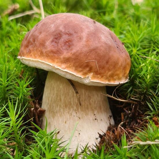 Boletus: Mushroom in habitat Forest in the NatureSpots App