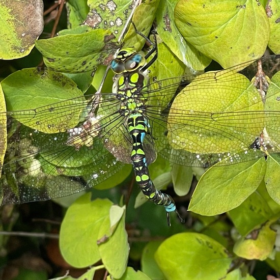 Blaugrüne Mosaikjungfer: Tier im Habitat Garten in der NatureSpots App