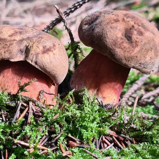 Neoboletus luridiformis: Mushroom in habitat Forest in the NatureSpots App