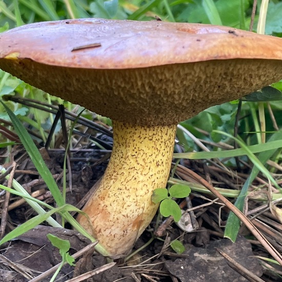 Suillus bovinus: Mushroom in habitat Garden in the NatureSpots App