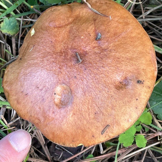 Suillus bovinus: Mushroom in habitat Garden in the NatureSpots App