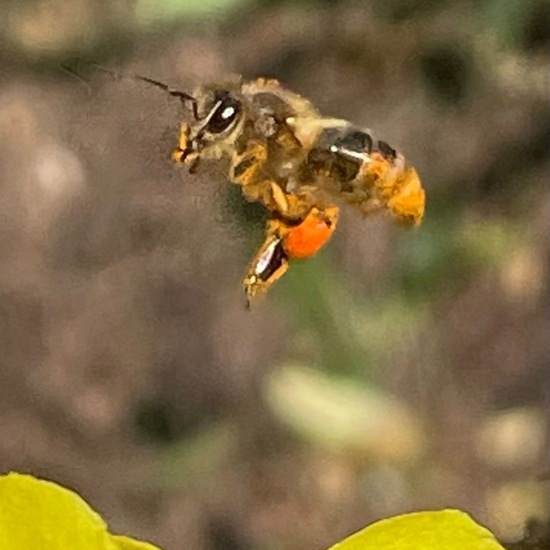 Echte Bienen: Tier im Habitat Garten in der NatureSpots App