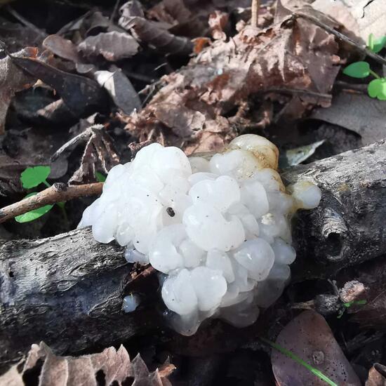 Weißlicher Drüsling: Pilz in der Natur in der NatureSpots App