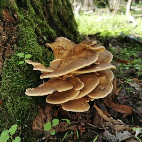 Riesenporling: Pilz im Habitat Wald der gemäßigten Breiten in der NatureSpots App