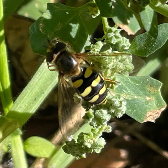 Eupeodes corollae: Tier im Habitat Garten in der NatureSpots App