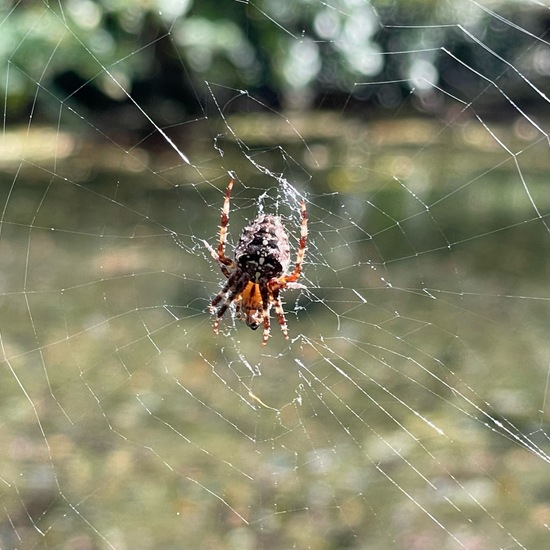 Gartenkreuzspinne: Tier im Habitat Park in der NatureSpots App