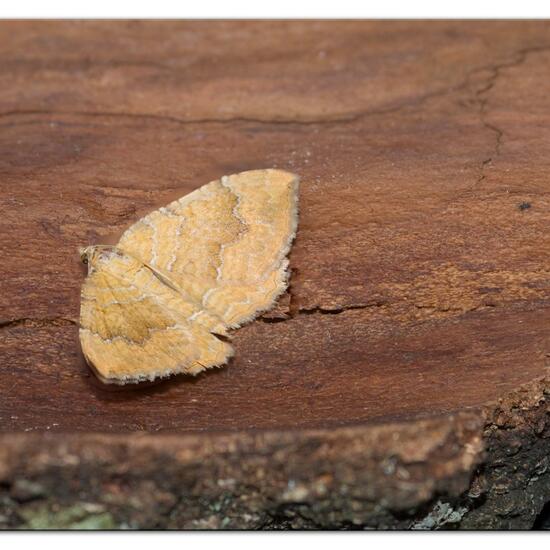 Ockergelber Blattspanner: Tier im Habitat Garten in der NatureSpots App