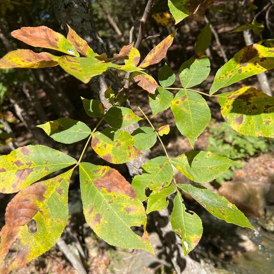 Carya texana: Pflanze in der Natur in der NatureSpots App