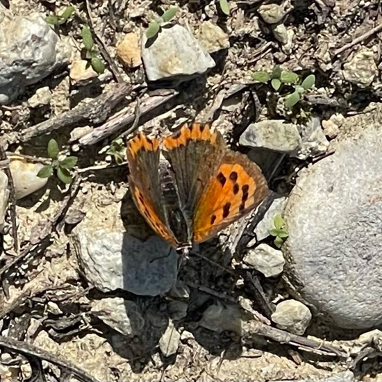 Kleiner Feuerfalter: Tier im Habitat Ackerrandstreifen in der NatureSpots App