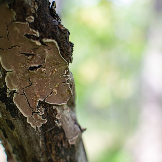 andere Art: Pilz im Habitat Wald der gemäßigten Breiten in der NatureSpots App