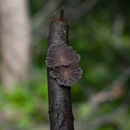 Spaltblättlinge: Pilz im Habitat Wald der gemäßigten Breiten in der NatureSpots App