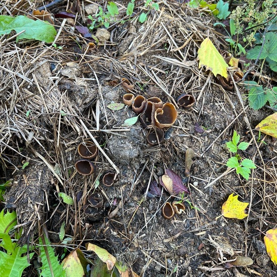 Becherlingsverwandte: Pilz im Habitat Stadt und Garten in der NatureSpots App