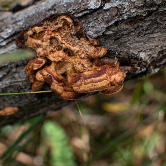 andere Art: Pilz in der Natur in der NatureSpots App