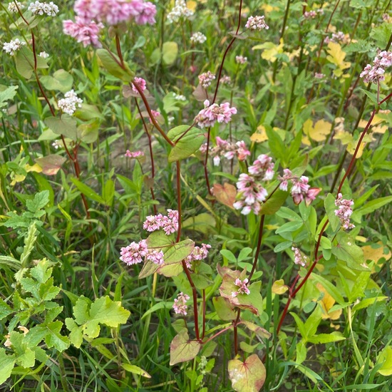 Echter Buchweizen: Pflanze im Habitat Felder in der NatureSpots App