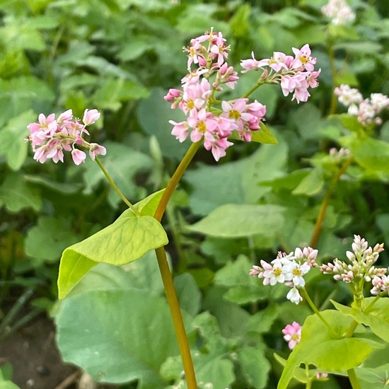 Echter Buchweizen: Pflanze im Habitat Felder in der NatureSpots App