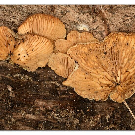 Agaricus mollis: Pilz im Habitat Garten in der NatureSpots App