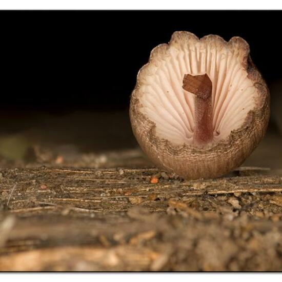 Großer Blut-Helmling: Pilz im Habitat Garten in der NatureSpots App