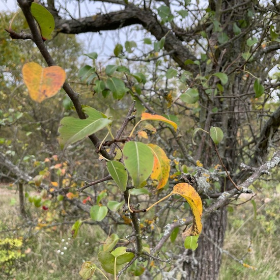 Wildbirne: Pflanze im Habitat Wald der gemäßigten Breiten in der NatureSpots App