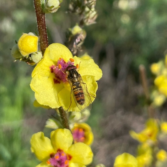 Hainschwebfliege: Tier im Habitat Ackerrandstreifen in der NatureSpots App