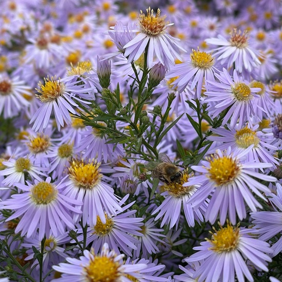 Symphyotrichum novi-belgii var. novi-belgii: Pflanze im Habitat Garten in der NatureSpots App