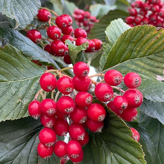 Echte Mehlbeere: Pflanze im Habitat Garten in der NatureSpots App